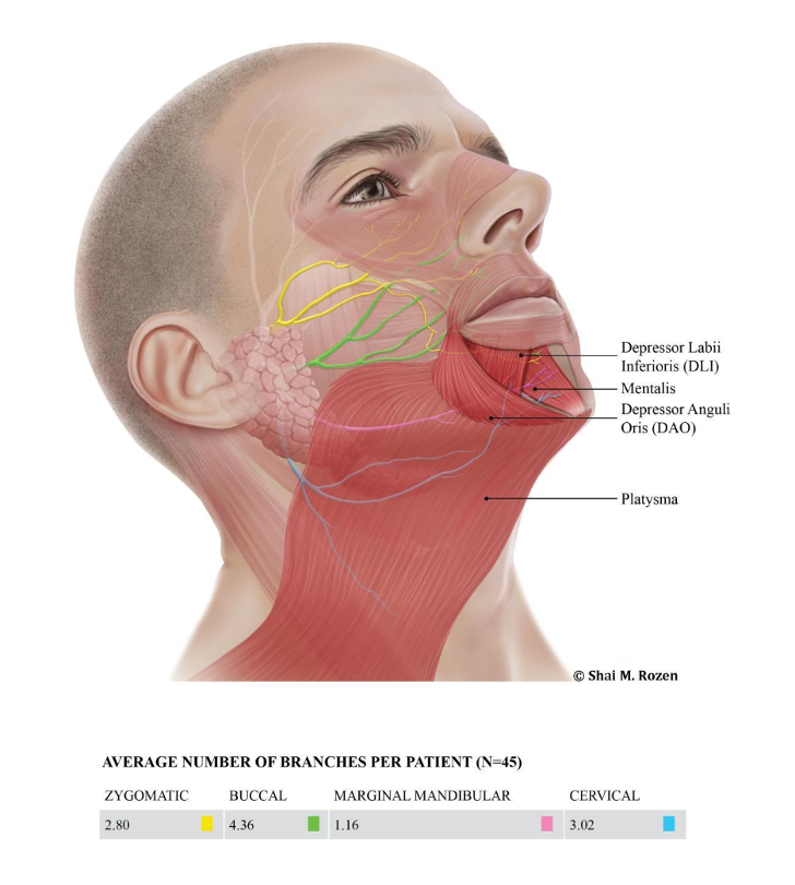 Illustration of lower facial anatomy showing facial nerve branches (zygomatic, buccal, marginal mandibular, and cervical) and muscles including the depressor labii inferioris, depressor anguli oris, mentalis, and platysma.